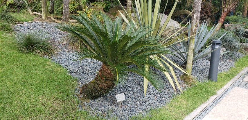 Cycas revoluta plantplacesimage20181219_111826.jpg