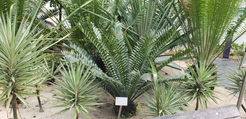 Encephalartos ferox plantplacesimage20181219_113013.jpg