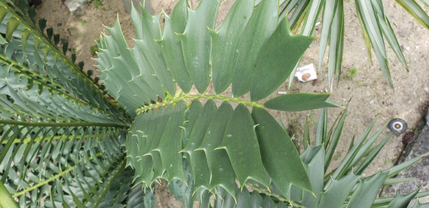 Encephalartos ferox plantplacesimage20181219_113031.jpg