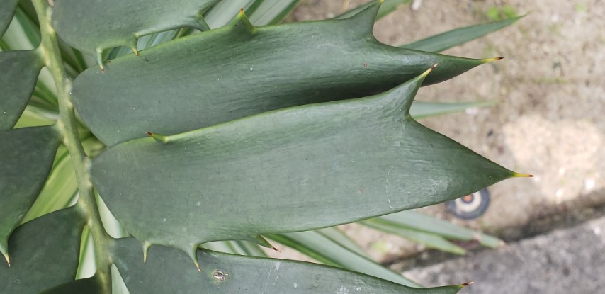 Encephalartos ferox plantplacesimage20181219_113043.jpg