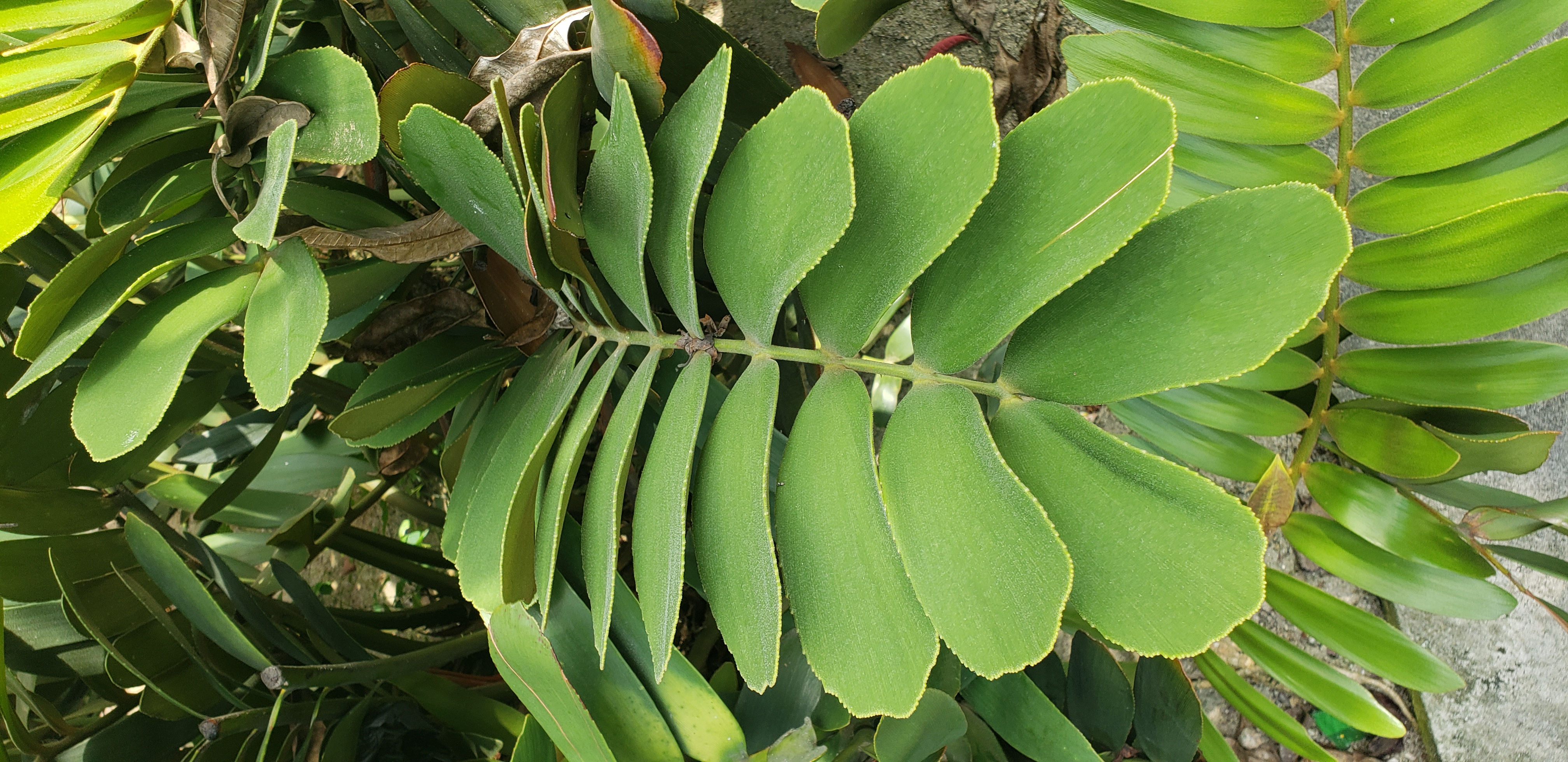 Encephalartos ferox plantplacesimage20181219_113150.jpg