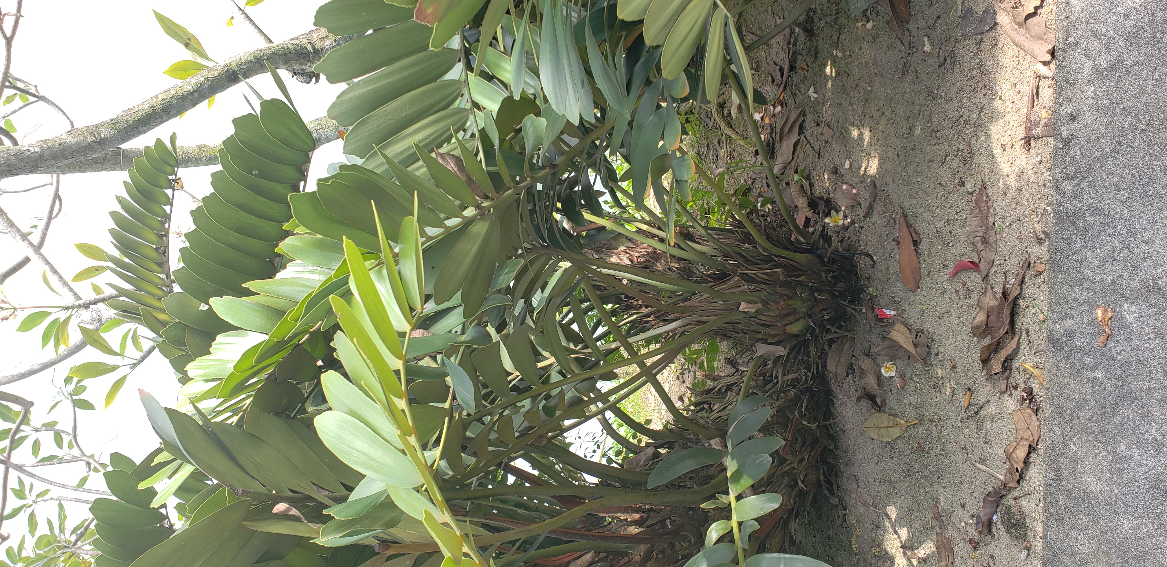 Encephalartos ferox plantplacesimage20181219_113159.jpg