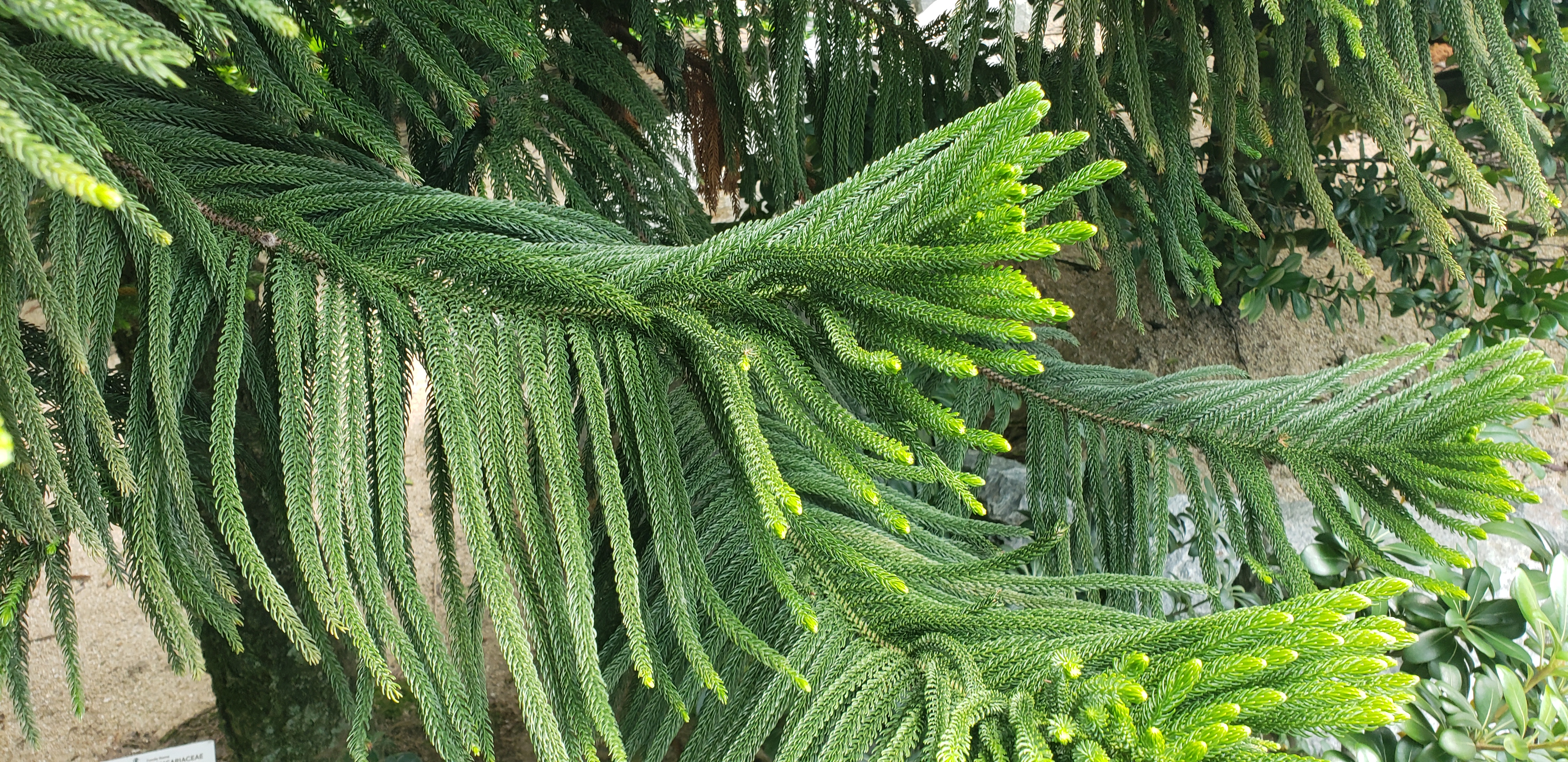 Auraucaria columnaris plantplacesimage20181219_113557.jpg