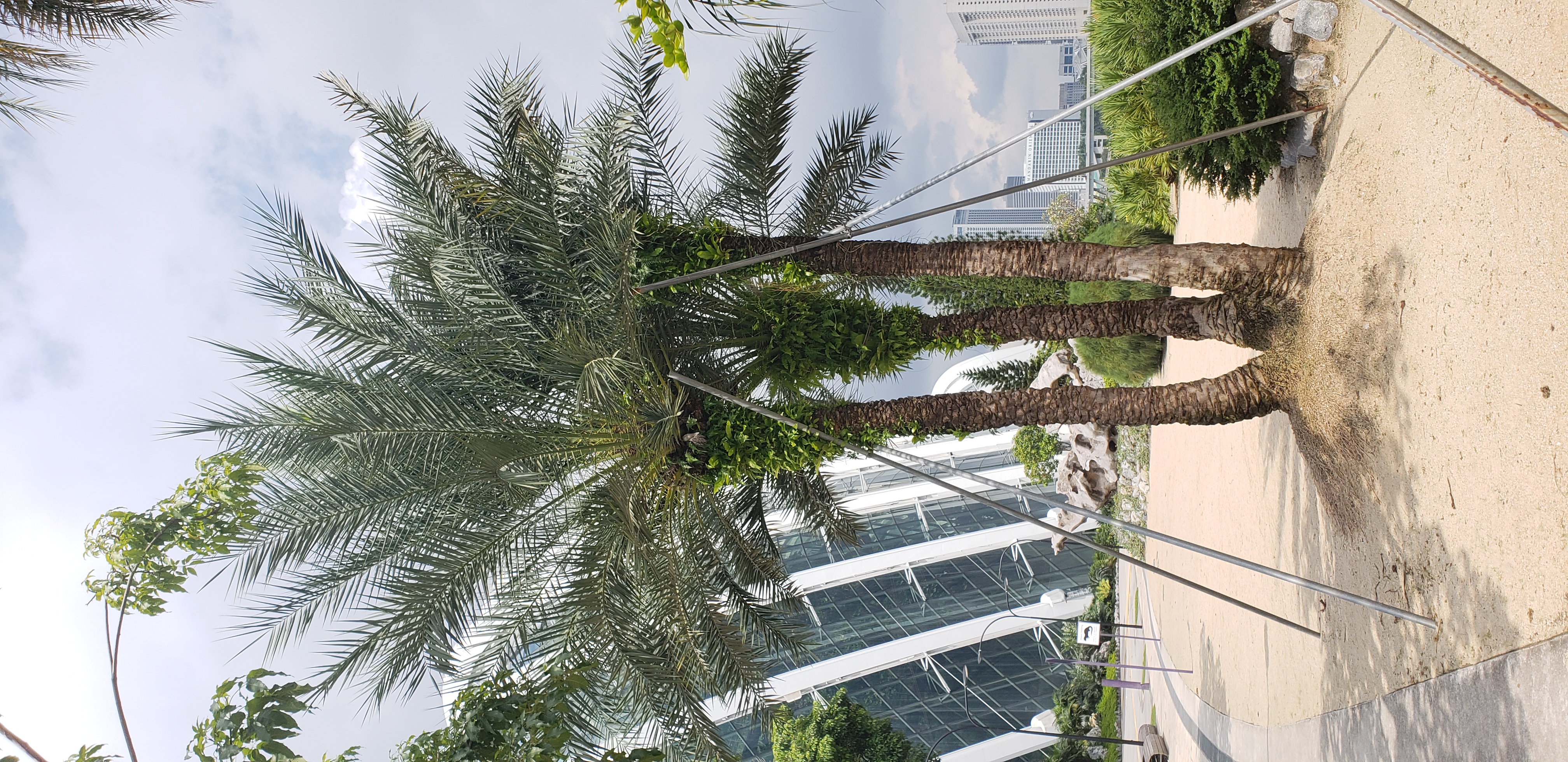 Phoenix dactylifera plantplacesimage20181219_113803.jpg