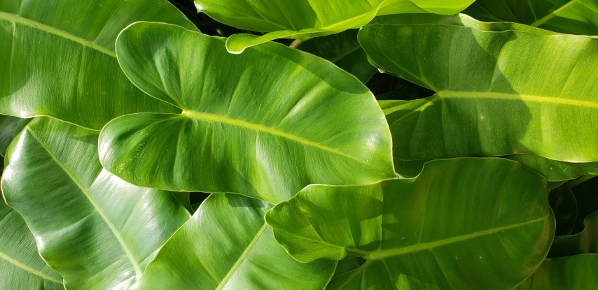 Philodendron  plantplacesimage20181219_114112.jpg