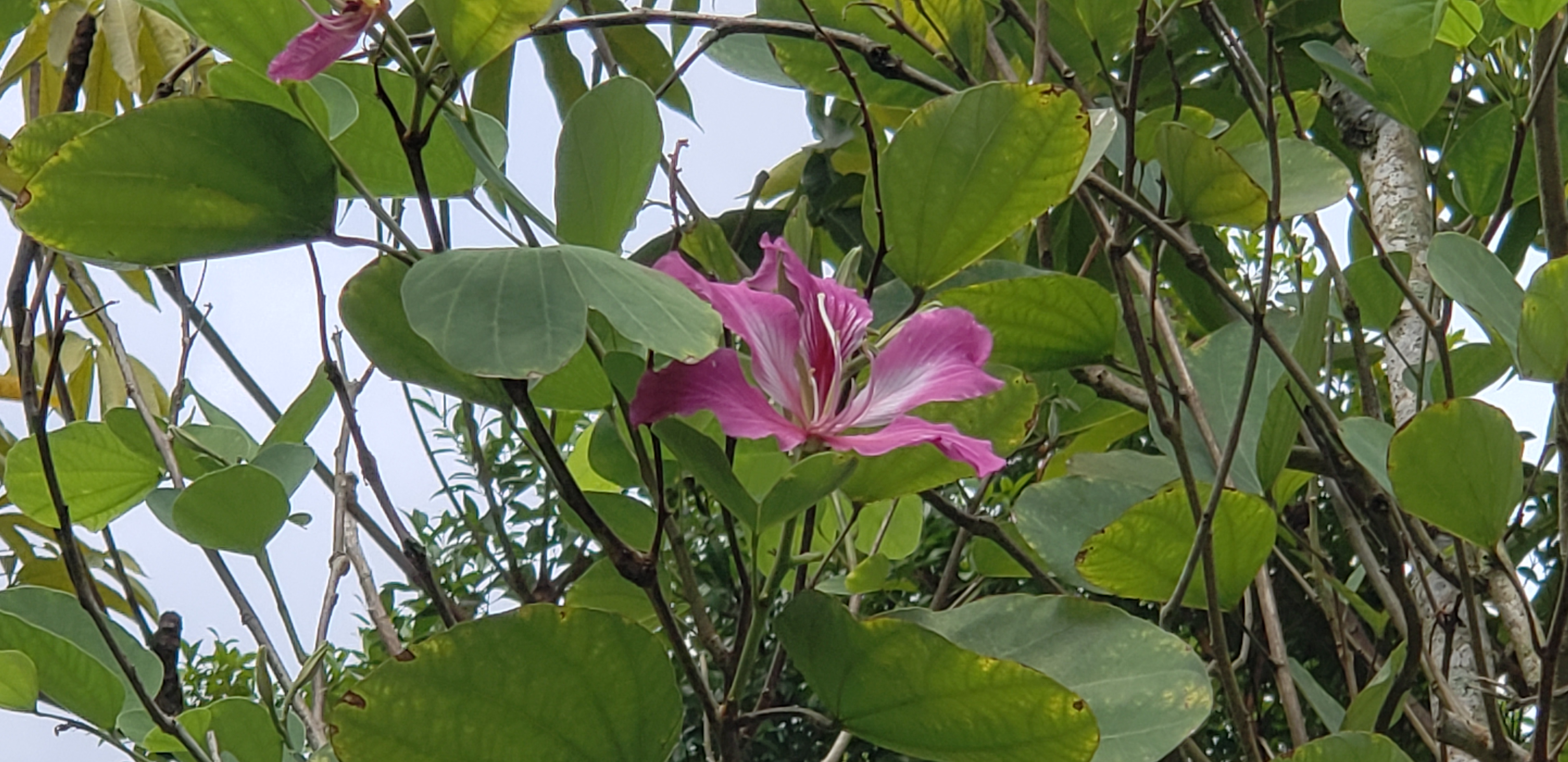 Bauhinia x blakeana plantplacesimage20181219_123246.jpg