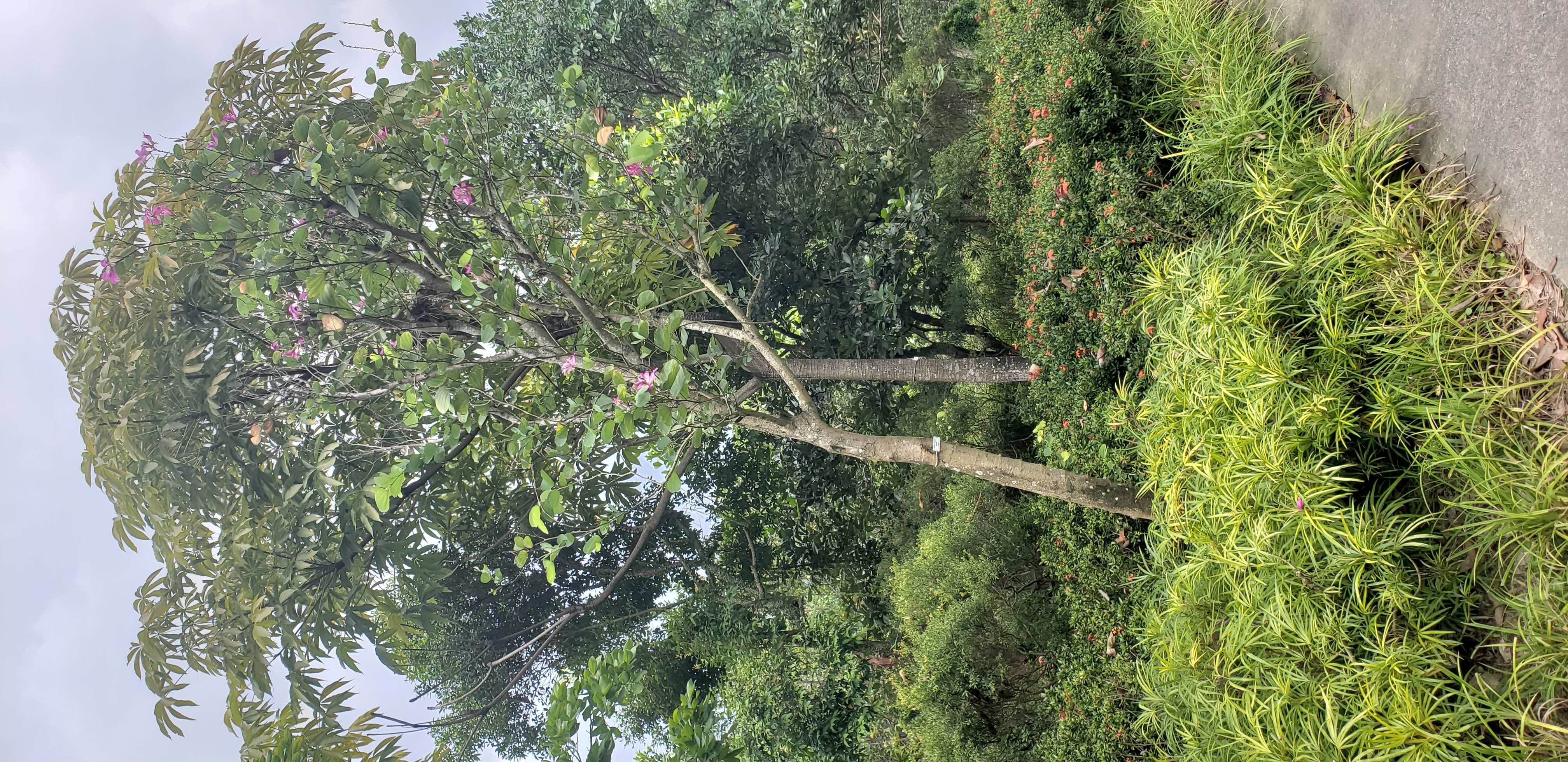 Bauhinia x blakeana plantplacesimage20181219_123412.jpg