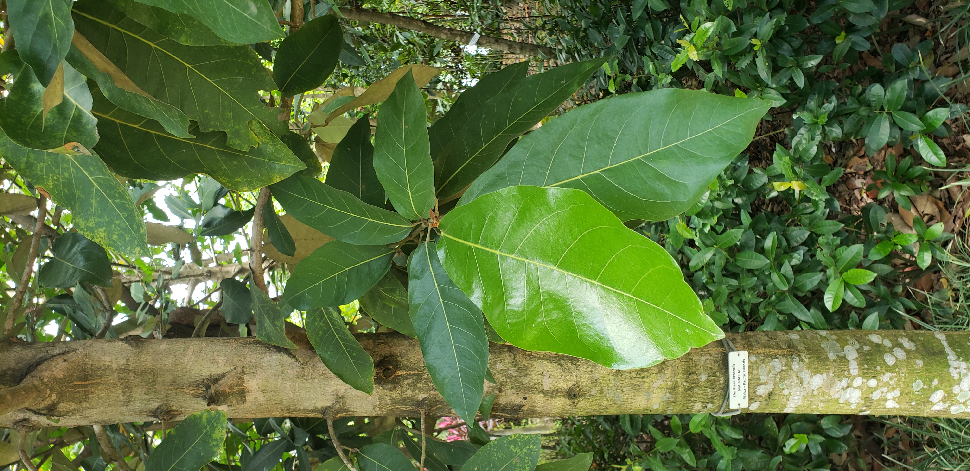 Heritiera littoralis plantplacesimage20181219_123656.jpg