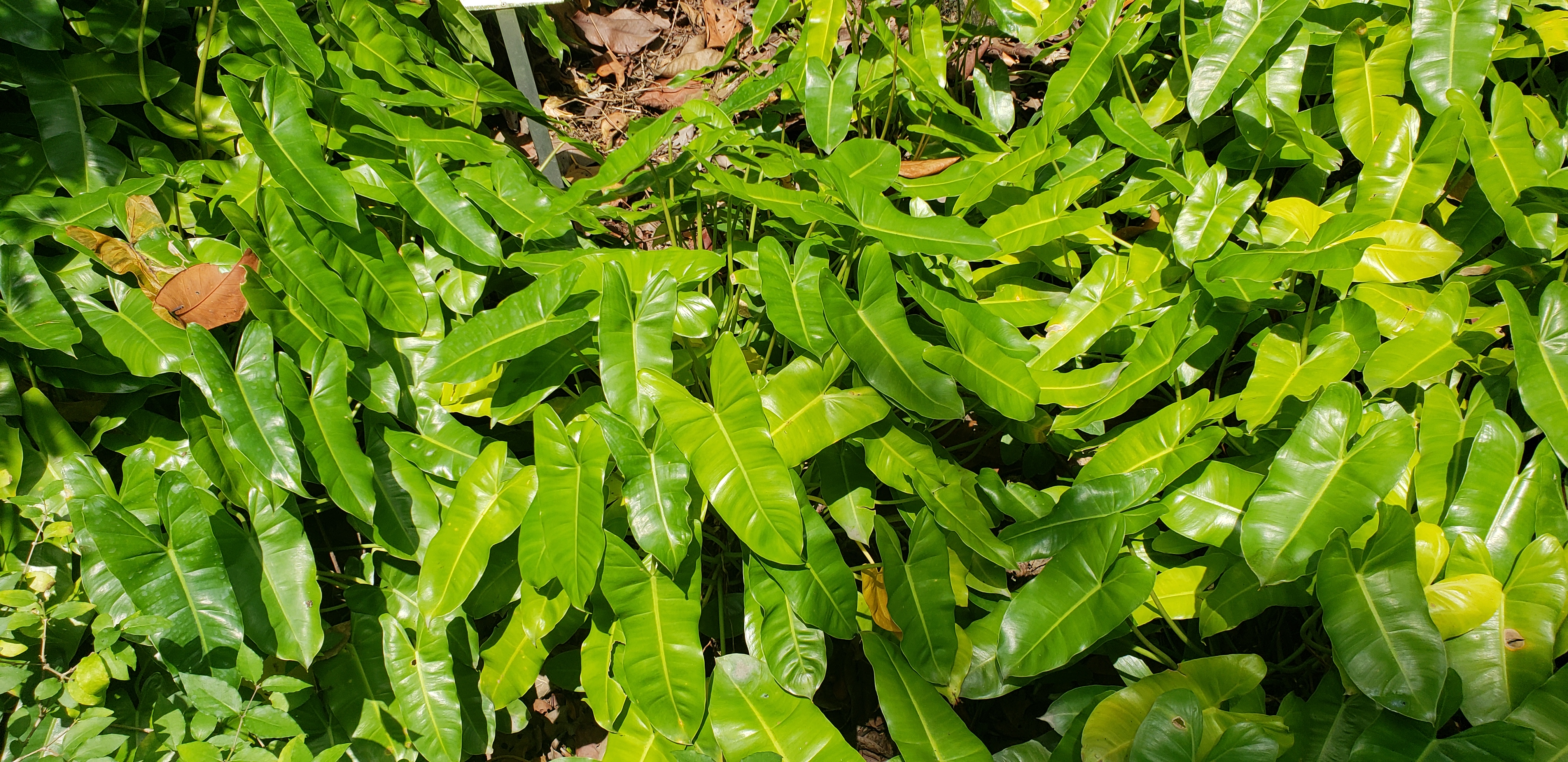 Philodendron  plantplacesimage20181219_124427.jpg
