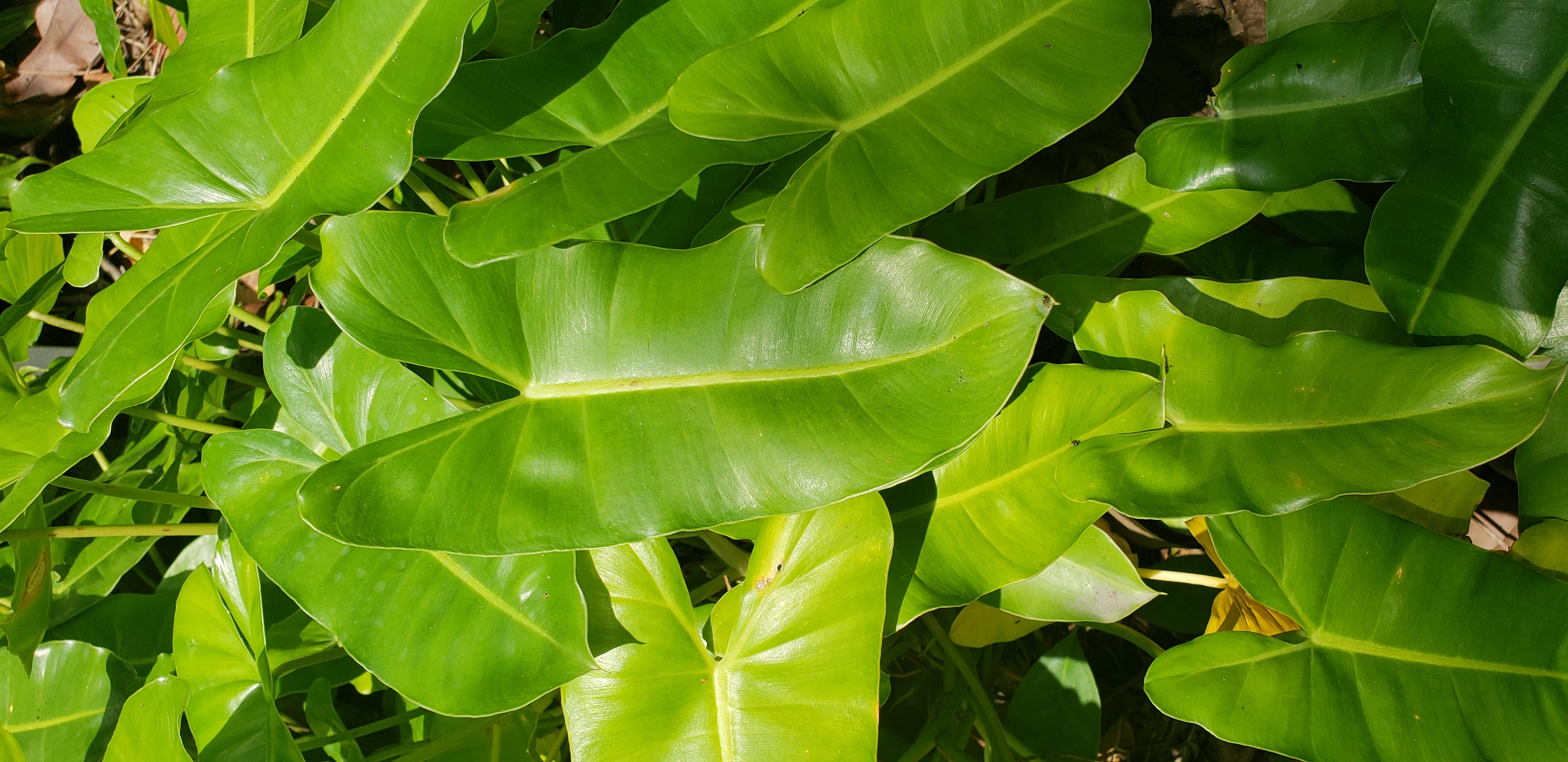 Philodendron  plantplacesimage20181219_124440.jpg