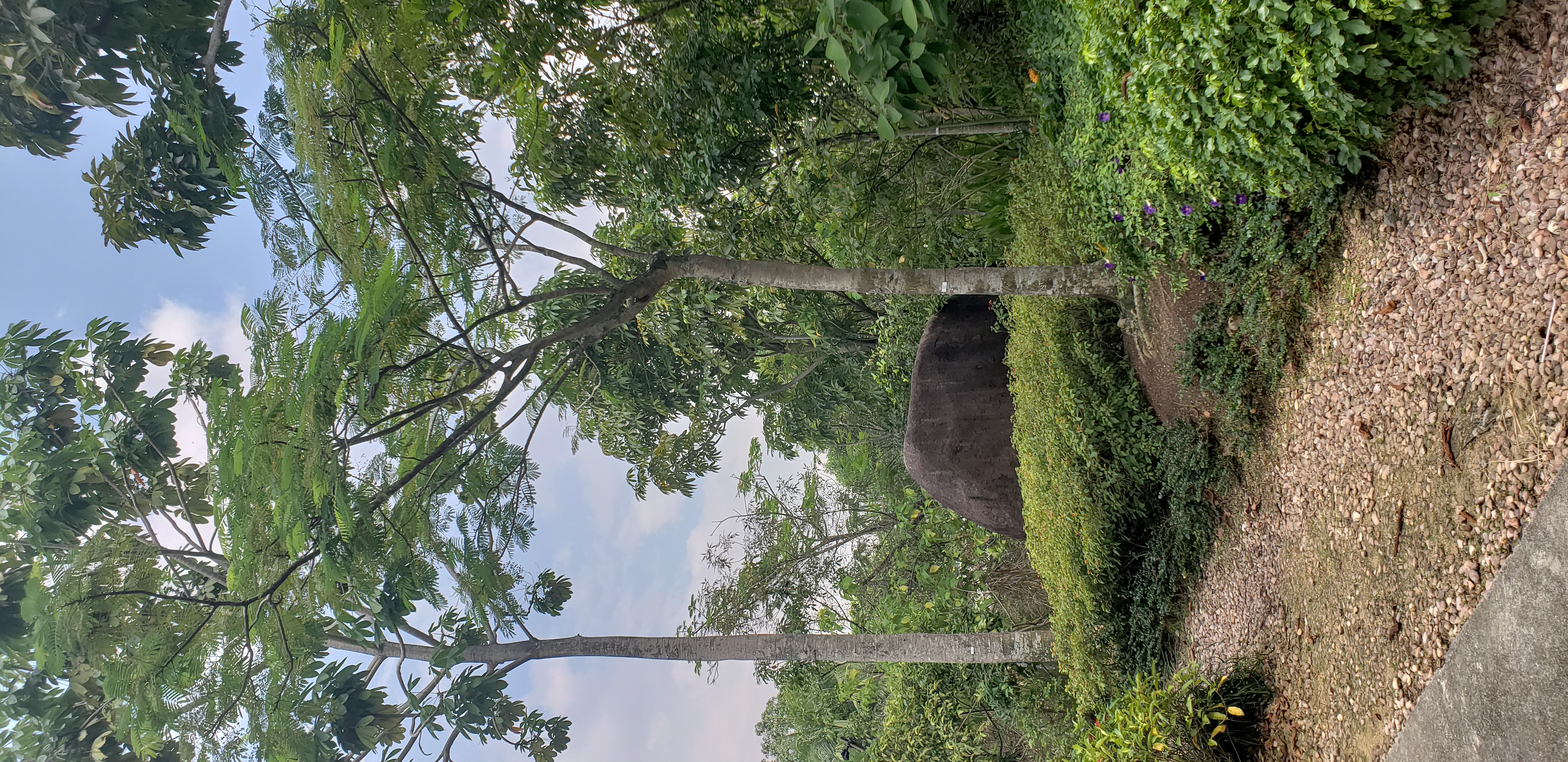 Delonix regia plantplacesimage20181219_124707.jpg