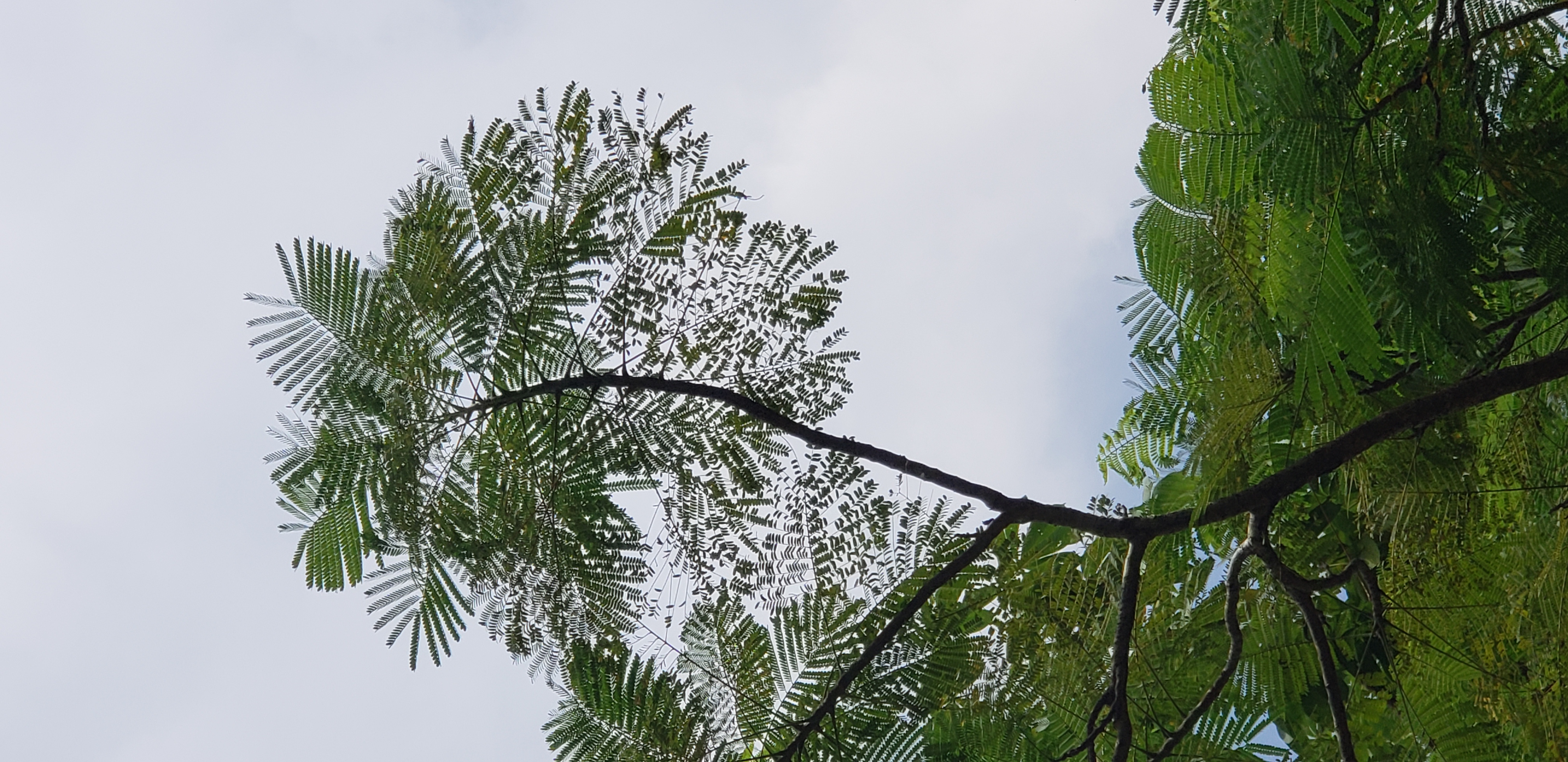 Delonix regia plantplacesimage20181219_124726.jpg