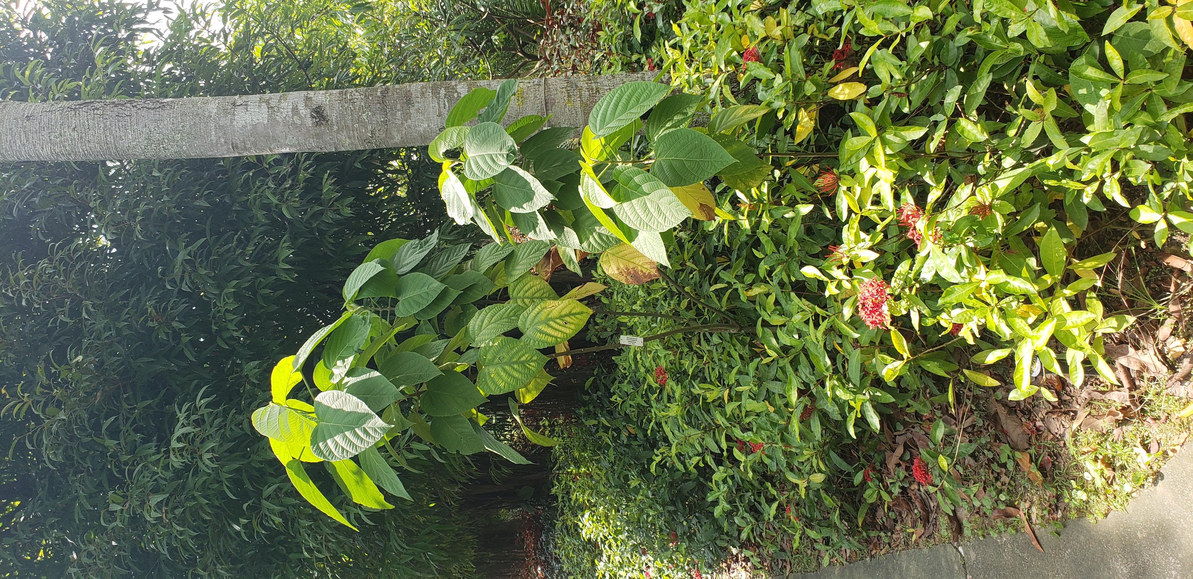 Clerodendrum marcostegium plantplacesimage20181219_124842.jpg