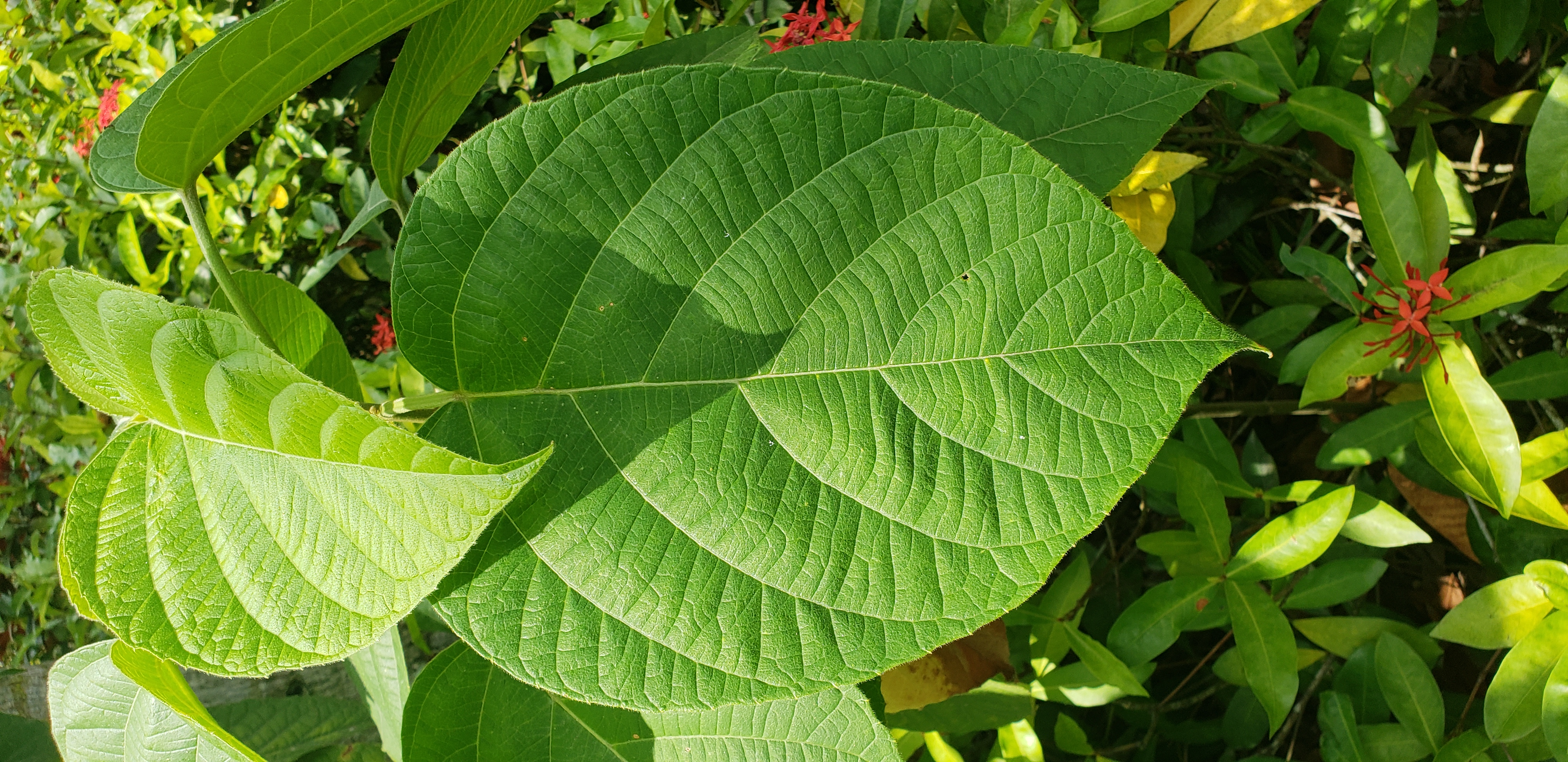 Clerodendrum marcostegium plantplacesimage20181219_124854.jpg