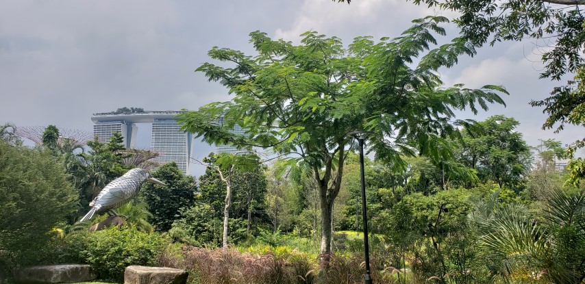 Delonix regia plantplacesimage20181219_125137.jpg