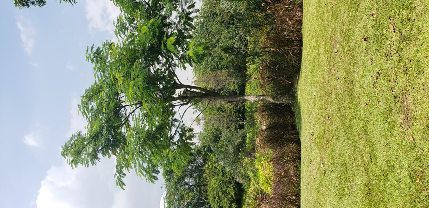 Delonix regia plantplacesimage20181219_125216.jpg