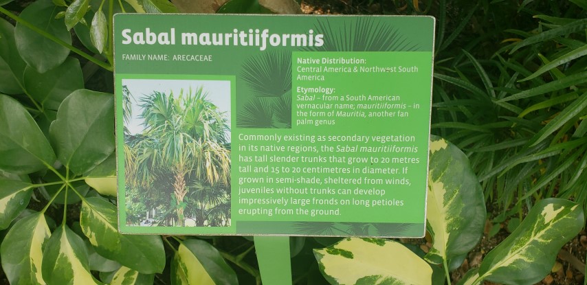 Sabal mauritiiformis plantplacesimage20181219_143655.jpg