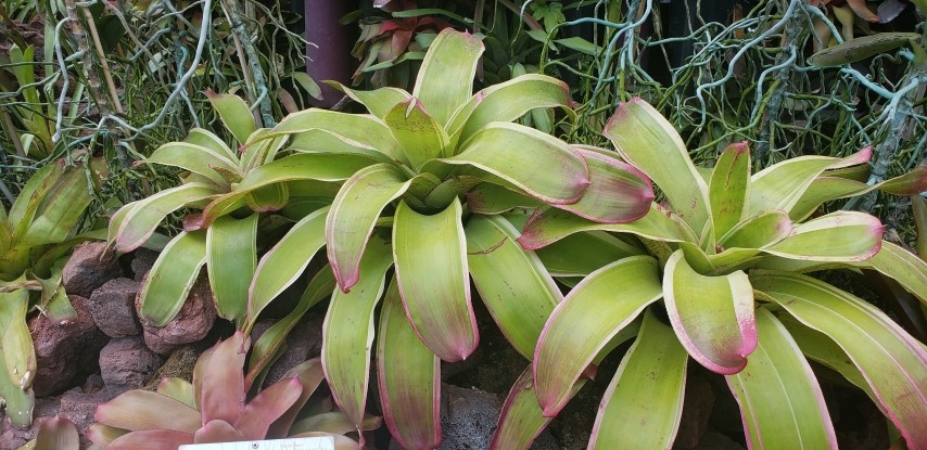 Aechmea fendleria x dichlamydea trinitensis plantplacesimage20181219_144528.jpg