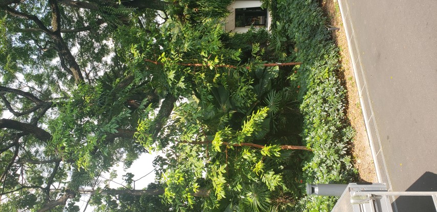 Syzygium bungadinnia plantplacesimage20181219_145746.jpg