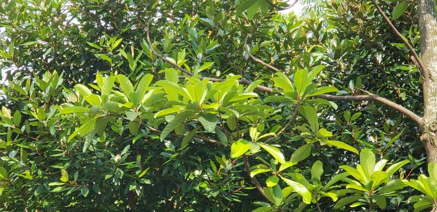 Palaquium obovatum plantplacesimage20181219_152940.jpg