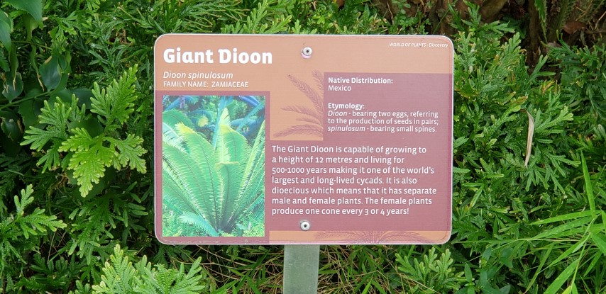 Dioon spinulosum plantplacesimage20181219_153430.jpg