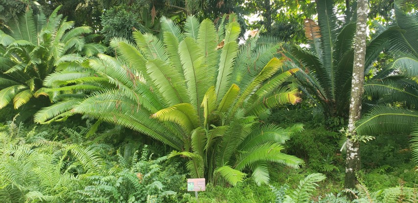 Dioon spinulosum plantplacesimage20181219_153444.jpg