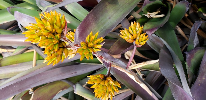 Aechmea mulfordii plantplacesimage20181219_161637.jpg