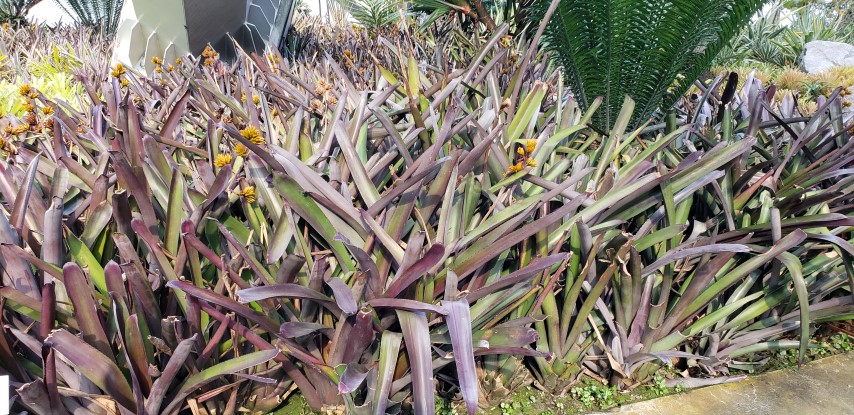 Aechmea mulfordii plantplacesimage20181219_161647.jpg