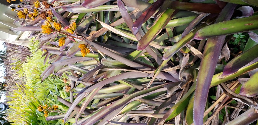 Aechmea mulfordii plantplacesimage20181219_161704.jpg