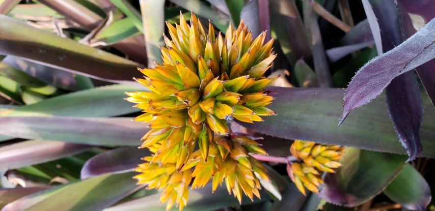 Aechmea mulfordii plantplacesimage20181219_161716.jpg