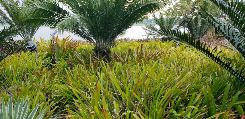 Aechmea rubrolilacina plantplacesimage20181219_161809.jpg