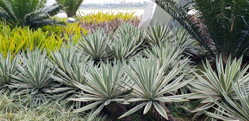 Billbergia spp plantplacesimage20181219_161904.jpg