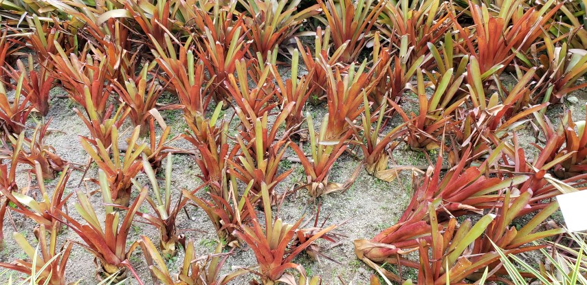 Aechmea bruggeri plantplacesimage20181219_162128.jpg