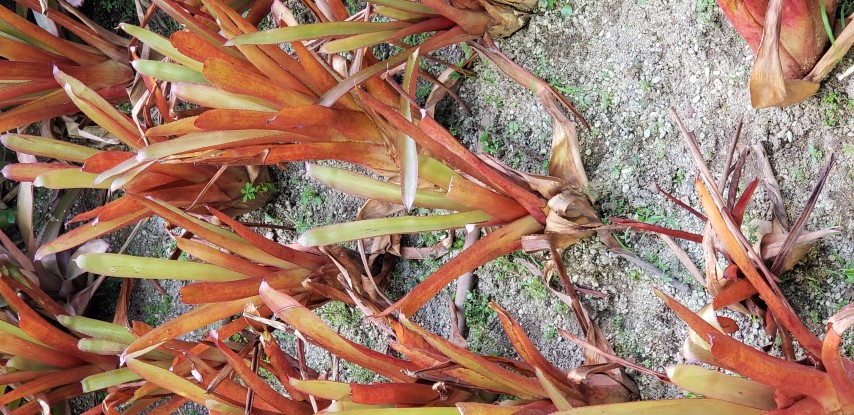 Aechmea bruggeri plantplacesimage20181219_162136.jpg