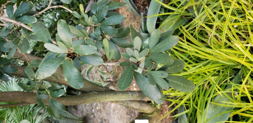 Tabebuia bahamensis plantplacesimage20181219_162541.jpg