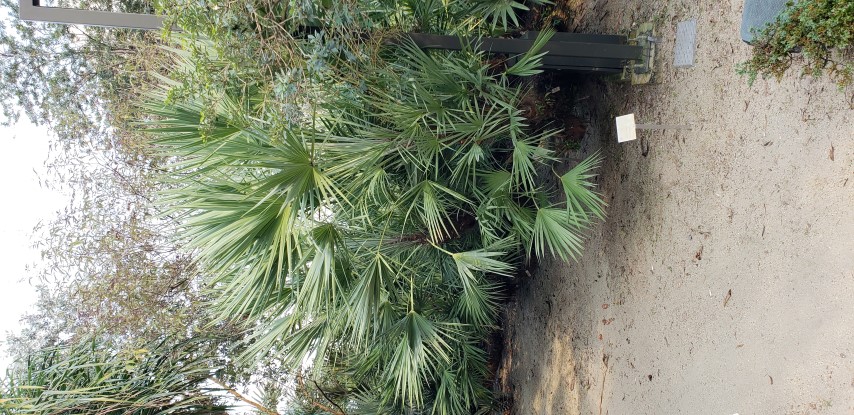 Serenoa repens plantplacesimage20181219_162701.jpg