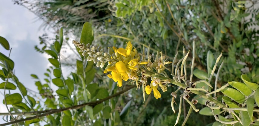 Sophora tomentosa plantplacesimage20181219_162748.jpg