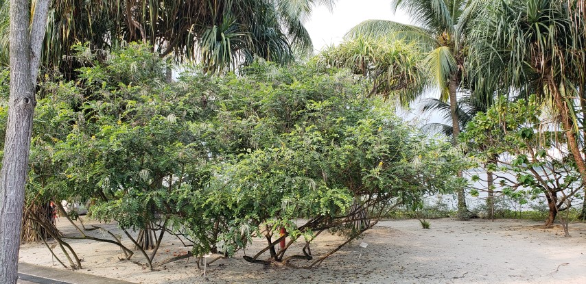 Sophora tomentosa plantplacesimage20181219_162820.jpg