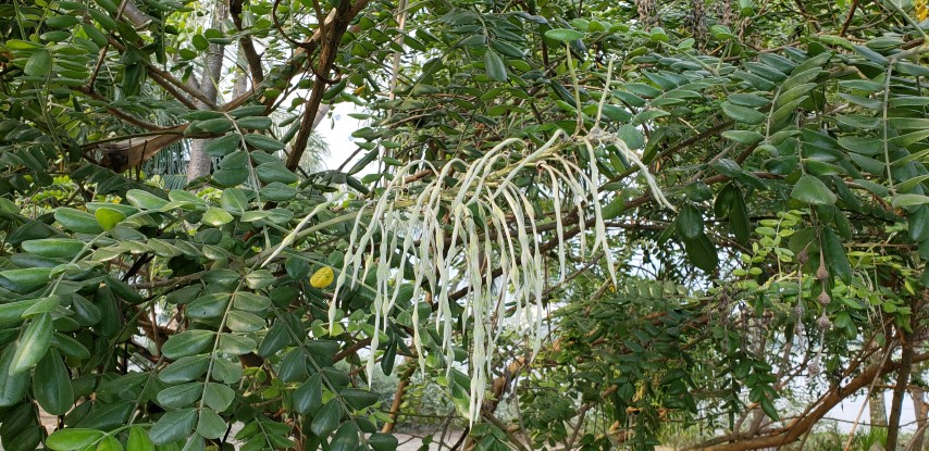 Sophora tomentosa plantplacesimage20181219_162841.jpg