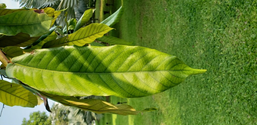 Hopea helferi plantplacesimage20181219_163126.jpg