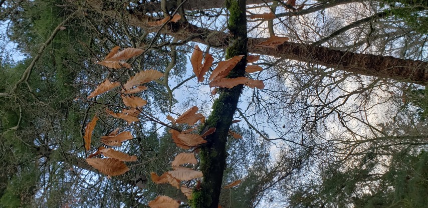 Quercus castaneifolia plantplacesimage20181220_151344.jpg