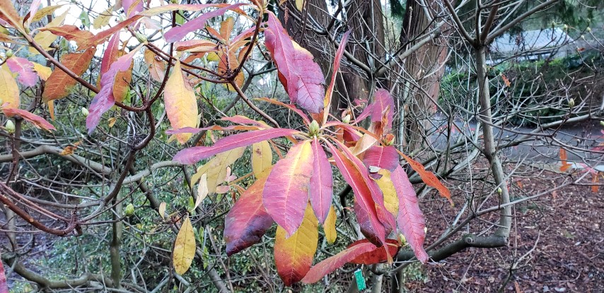 Rhododendron luteum plantplacesimage20181220_151922.jpg