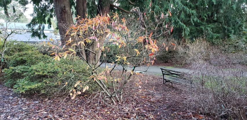 Rhododendron luteum plantplacesimage20181220_151937.jpg