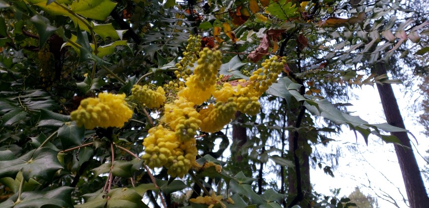 Mahonia  plantplacesimage20181220_153230.jpg