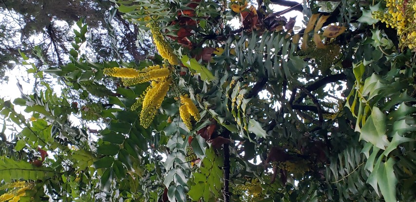 Mahonia  plantplacesimage20181220_153258.jpg