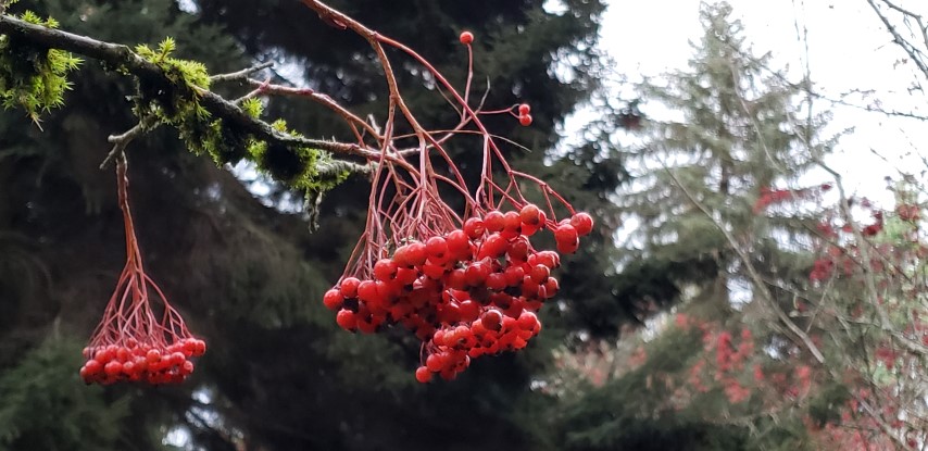 Sorbus commixta plantplacesimage20181220_160349.jpg