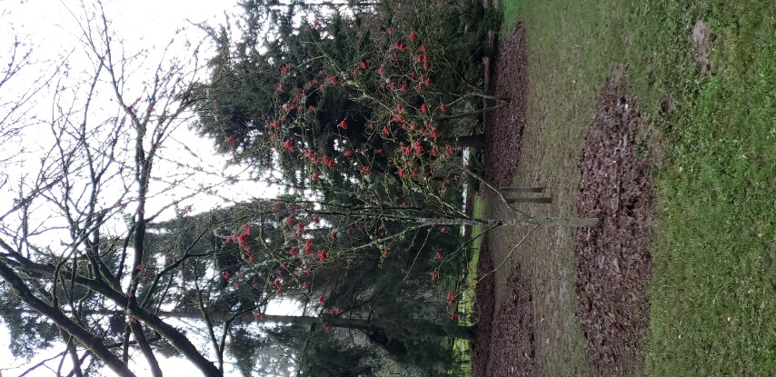 Sorbus commixta plantplacesimage20181220_160431.jpg