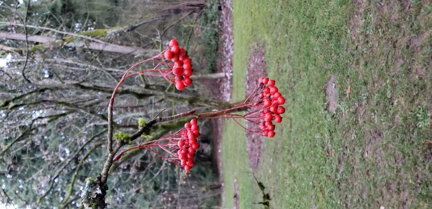 Sorbus commixta plantplacesimage20181220_160504.jpg