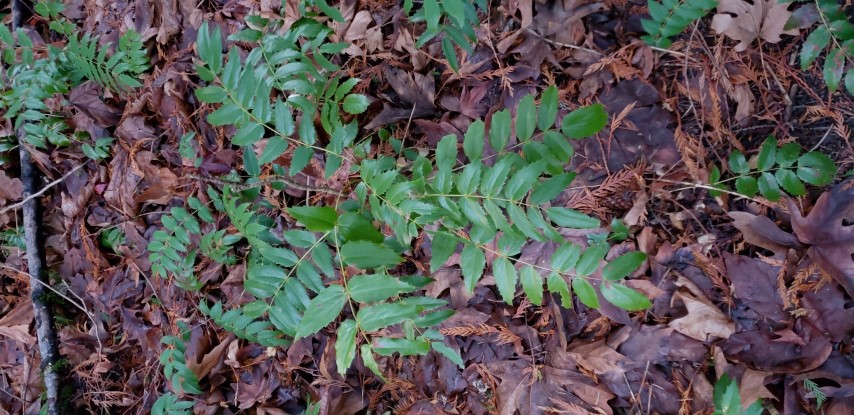 Mahonia nervosa plantplacesimage20181220_161057.jpg