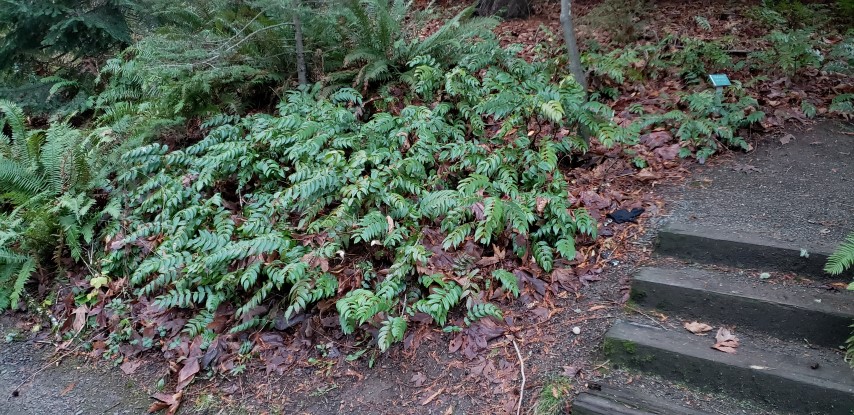 Mahonia nervosa plantplacesimage20181220_161110.jpg